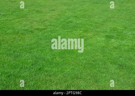 Photo du site avec même recadrée à l'herbe verte. Allée couverte de gazon ou herbe verte fraîche Banque D'Images