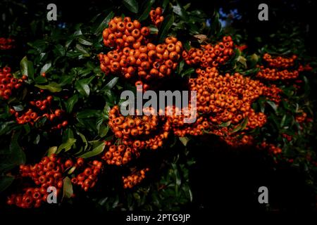 pyracantha coccinea petites baies rouges brillantes de la cicatrice firethorn à l'automne Banque D'Images