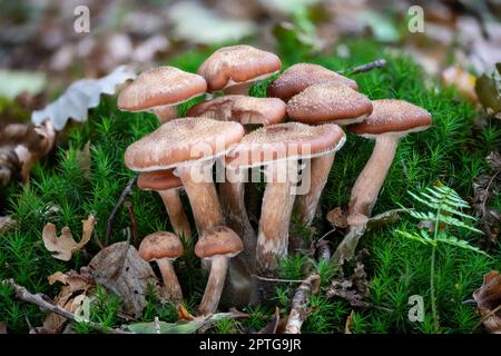 Un groupe de champignons plus jeunes de miel en mousse verte avec fond flou Banque D'Images