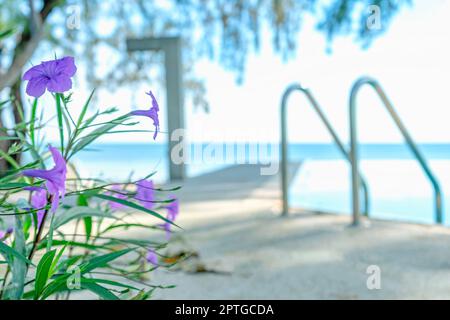 Fleurs violettes avec fond de piscine et de mer Banque D'Images