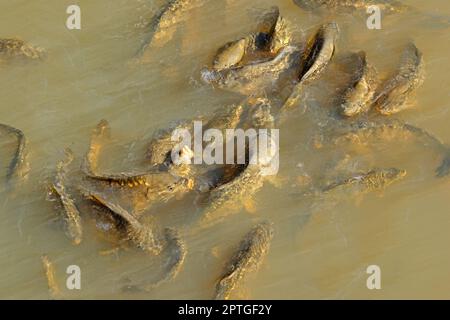 Cape de carpe commune (Cyprinus carpio) nageant dans un étang d'eau douce Banque D'Images