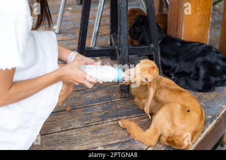 La femme nourrit le bébé mouton dans la ferme touristique Banque D'Images