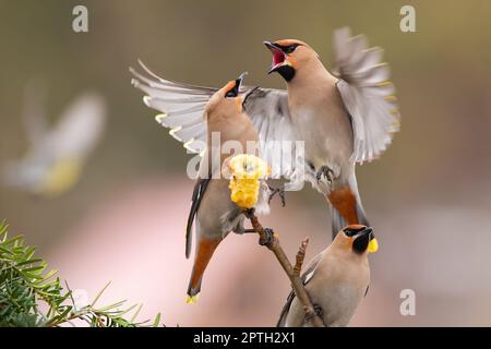 Deux ailes de cire bohème, bombycilla garrulus, se battant sur une pomme sur un arbre en automne. Duel d'oiseaux colorés sur une nourriture dans l'air. Faune animale i Banque D'Images