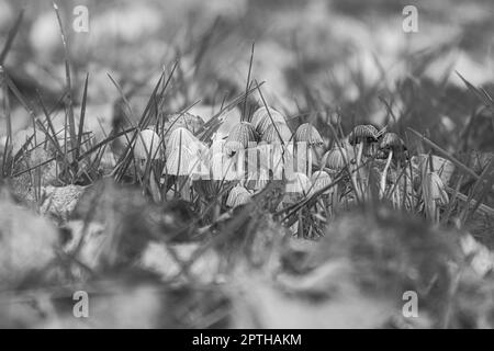 Un groupe de petits champignons en filigrane, pris en noir et blanc, sur le sol de la forêt en lumière douce. Photo macro de la nature Banque D'Images