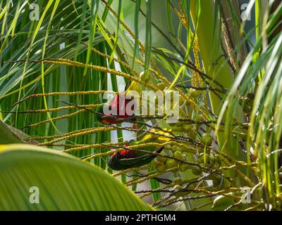 Stephen's Lorikeet, Vini stepheni, un parakeet endémique trouvé sur l'île Henderson dans le groupe Pitcairn du Pacifique Sud Banque D'Images