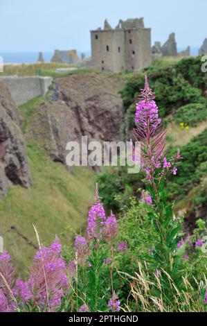 Die Ruine von Dunnottar Castle BEI Stonehaven an der schottischen Ostküste liegt nicht nur malerisch direkt am Meer auf schroffen Felsen. Sie ist auch Banque D'Images