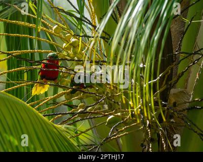 Stephen's Lorikeet, Vini stepheni, un parakeet endémique trouvé sur l'île Henderson dans le groupe Pitcairn du Pacifique Sud Banque D'Images