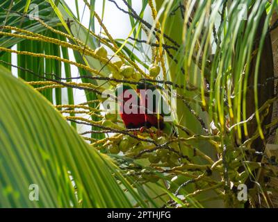 Stephen's Lorikeet, Vini stepheni, un parakeet endémique trouvé sur l'île Henderson dans le groupe Pitcairn du Pacifique Sud Banque D'Images