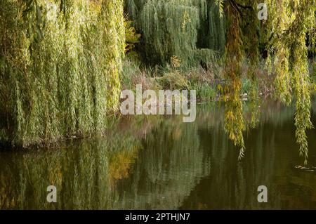 des branches vertes de saule baignent dans l'eau calme, au loin une rive surcultivée Banque D'Images