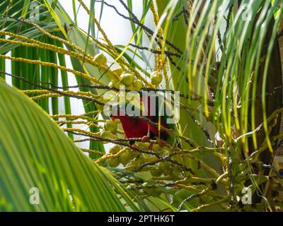 Stephen's Lorikeet, Vini stepheni, un parakeet endémique trouvé sur l'île Henderson dans le groupe Pitcairn du Pacifique Sud Banque D'Images