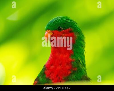 Stephen's Lorikeet, Vini stepheni, un parakeet endémique trouvé sur l'île Henderson dans le groupe Pitcairn du Pacifique Sud Banque D'Images