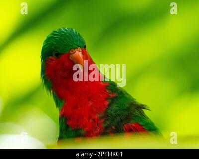 Stephen's Lorikeet, Vini stepheni, un parakeet endémique trouvé sur l'île Henderson dans le groupe Pitcairn du Pacifique Sud Banque D'Images