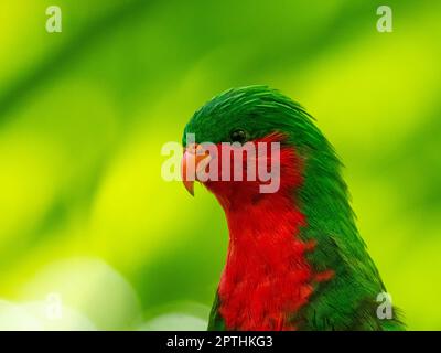 Stephen's Lorikeet, Vini stepheni, un parakeet endémique trouvé sur l'île Henderson dans le groupe Pitcairn du Pacifique Sud Banque D'Images