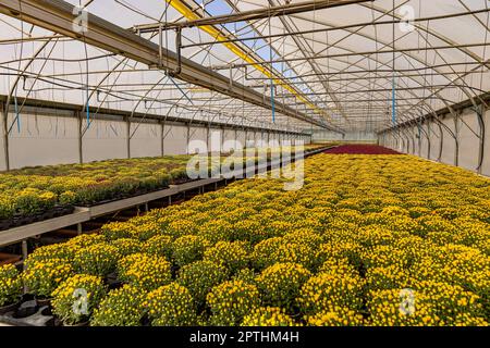 Pépinière de fleurs spécialisée dans la culture de fleurs de chrysanthème. Banque D'Images