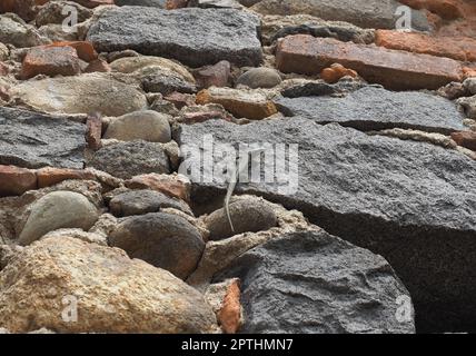 Lézard nom scientifique Lacertilia de reptiles de classe animale sur un mur de pierre Banque D'Images