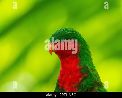 Stephen's Lorikeet, Vini stepheni, un parakeet endémique trouvé sur l'île Henderson dans le groupe Pitcairn du Pacifique Sud Banque D'Images