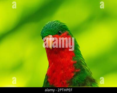 Stephen's Lorikeet, Vini stepheni, un parakeet endémique trouvé sur l'île Henderson dans le groupe Pitcairn du Pacifique Sud Banque D'Images