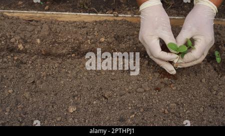 Les mains de la femme âgée en gants de caoutchouc plantent pour le sol des semis de concombres germés dans un contenant en sciure au printemps. Agriculture, cultures, gar Banque D'Images