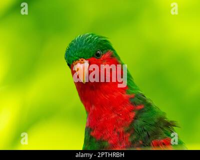 Stephen's Lorikeet, Vini stepheni, un parakeet endémique trouvé sur l'île Henderson dans le groupe Pitcairn du Pacifique Sud Banque D'Images