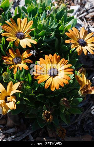 Groupe de fleurs orange colorées. Banque D'Images
