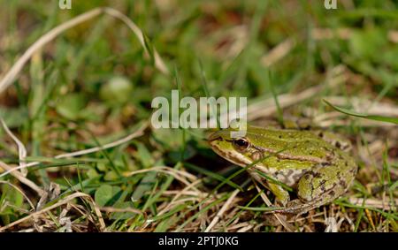 Gros plan d'une grenouille dans un pré Banque D'Images