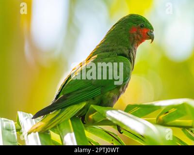 Stephen's Lorikeet, Vini stepheni, un parakeet endémique trouvé sur l'île Henderson dans le groupe Pitcairn du Pacifique Sud Banque D'Images