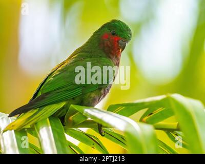 Stephen's Lorikeet, Vini stepheni, un parakeet endémique trouvé sur l'île Henderson dans le groupe Pitcairn du Pacifique Sud Banque D'Images