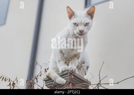 Un chat sauvage blanc se trouve sur un poteau de clôture et regarde dans la caméra. Banque D'Images