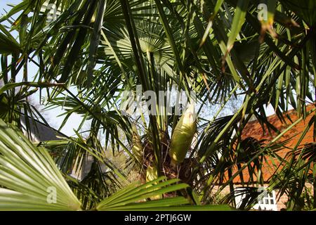 Bourgeons de fleurs dans le palmier à vent chinois, le palmier à vent, le palmier Chusan, (Trachycarpus fortunei). Famille Palmae ou Arecaceae. Jardin hollandais, printemps, avril Banque D'Images