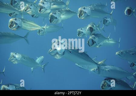 les poissons de maquereau à grande bouche sont très proches de la bouche ouverte dans la mer d'égypte Banque D'Images