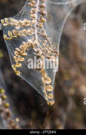 Photo macro de la bande larvaire de la Moth Ermine dans une brousse Banque D'Images