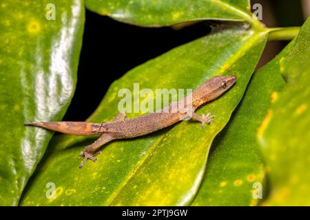 Gecko malgache (Ebenavia inunguis) juvénile, endémique petite espèce nocturne de lézard, Parc national de Ranomafana, faune sauvage de Madagascar Banque D'Images