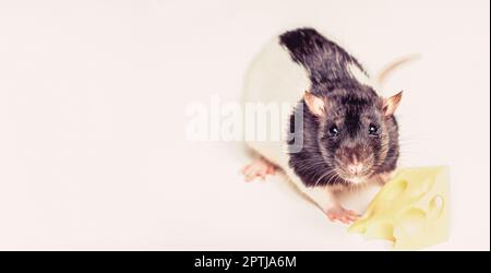 Fromage et souris. Petite souris essayant de déplacer un morceau de fromage. Souris avec une tranche de fromage suisse isolée sur blanc Banque D'Images