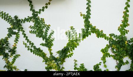 Mur écologique vert. Gros plan plante rampante verte grimpant sur un poteau en béton blanc. Fond de texture de feuilles vertes. Feuilles vertes de lierre. Durable Banque D'Images