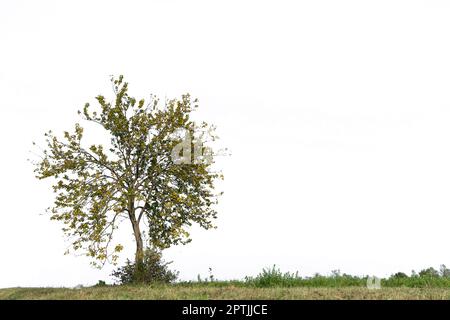 la couronne d'un arbre d'automne sur un fond transparent Banque D'Images