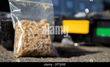 Un petit sac de sciure et de maggots. Appâts vivants pour la pêche. Les larves de mouche sont de bons appâts pour attraper n'importe quel poisson. Pêche. Le sujet est appât pour la carpe, la bream, Banque D'Images