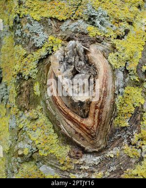 La forêt de trolls - Rebild, Danemark. La forêt enchantée dans le parc national de Rebild, Jutland, Danemark Banque D'Images