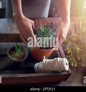 Le cadeau idéal pour n'importe quelle maison. une femme plantant des plantes succulentes dans des pots à une table Banque D'Images