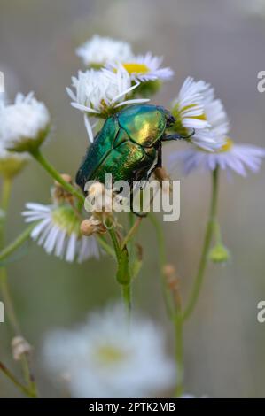 Punaise de roses sur une fleur sauvage blanche et jaune, grand coléoptère vert métallique coloré en plein air, macro. Banque D'Images