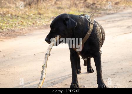 Latrodor adulte noir pour des promenades dans le parc au printemps en Ukraine dans la ville de Dnipro Banque D'Images