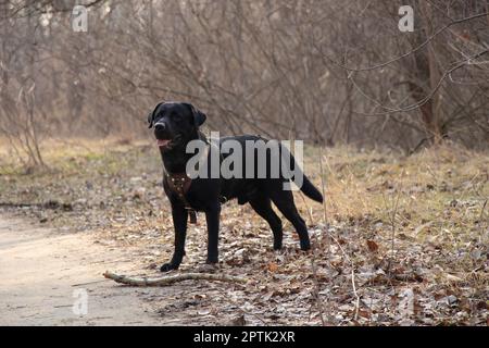 Latrodor adulte noir pour des promenades dans le parc au printemps en Ukraine dans la ville de Dnipro Banque D'Images