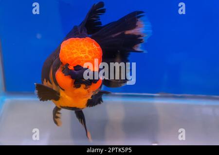 Les poissons rouges dans l'armoire sur fond bleu. Banque D'Images