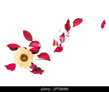 décoration avec feuilles de couleur et fleurs séchées sur fond transparent Banque D'Images