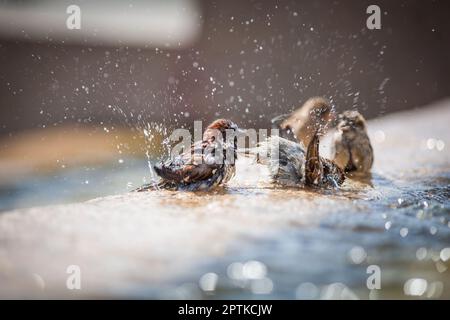 les moineaux se baignent sur les éclaboussures d'eau dans la fontaine Banque D'Images