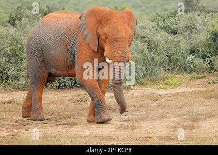 Un grand éléphant d'Afrique (Loxodonta africana) recouvert de boue rouge, Parc national de l'éléphant d'Addo, Afrique du Sud Banque D'Images