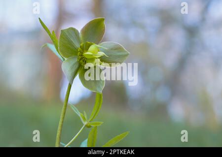 La forêt printanière du début fleurit les hellébores, Helleborus purpurascens. Fleur pourpre dans la nature. Banque D'Images