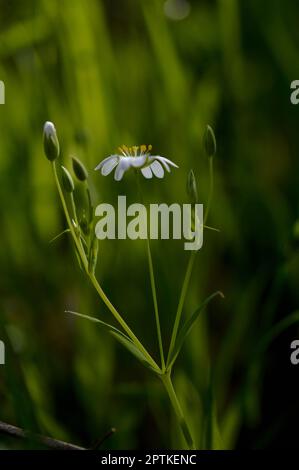 Rabelera plus grand millepertuis, petite fleur blanche dans la nature, gros plan. Photo de fleur verticale. Banque D'Images