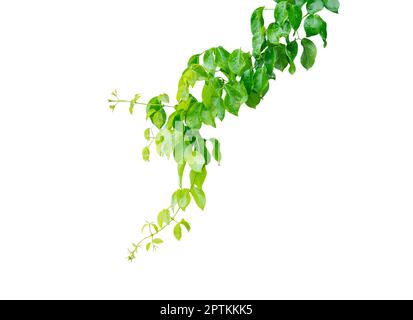 Plante de lierre de vigne avec des feuilles vertes en forme de coeur, isolée sur un fond blanc avec un chemin de coupure. Banque D'Images