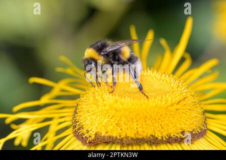 Grand bourdon de terre - Bombus terrestris - pollinise le fleabane géant - Inula magifica Banque D'Images
