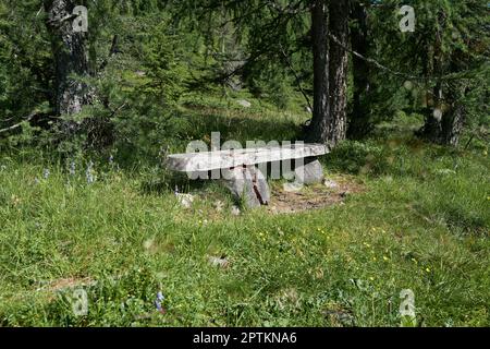 Ancien banc massif sur le bord de la forêt II Banque D'Images